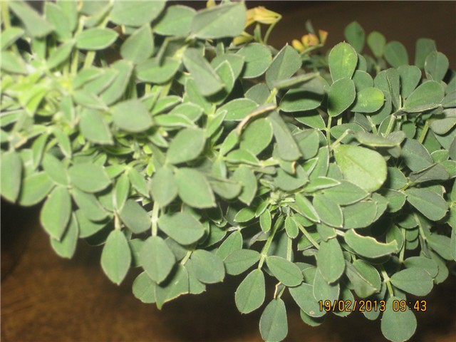 cvijet